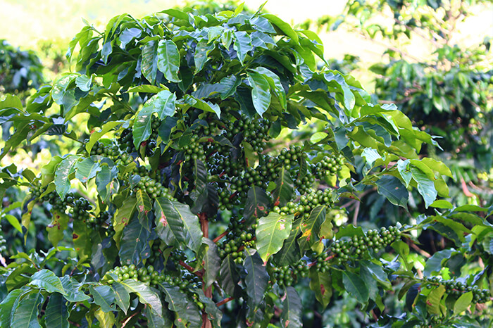 galeria-1 #PraCegoVer Pé de café com frutos