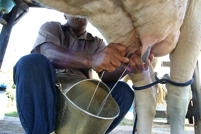 galeria-4 #PraCegoVer ubere de uma vaca leiteira durante ordenha manual