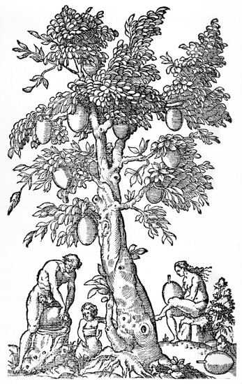 Gravura do livro de André Thevet - Cosmographie Universelle – 1575 - Biblioteca Nacional