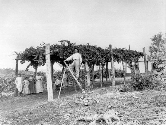 Família italiana no núcleo colonial Jorge Tibiriça, atual cidade de Corumbataí – 1911. Instituto Agronômico de Campinas - SP.
