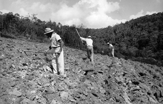Após a derrubada da mata, as raízes das árvores são retiradas com a ajuda de tratores. Depois de arada, a terra é preparada para o plantio com a enxada. Foto de Assaí (norte do Estado do Paraná). Décadas de 50/60 - Museu Histórico da Imigração Japonesa